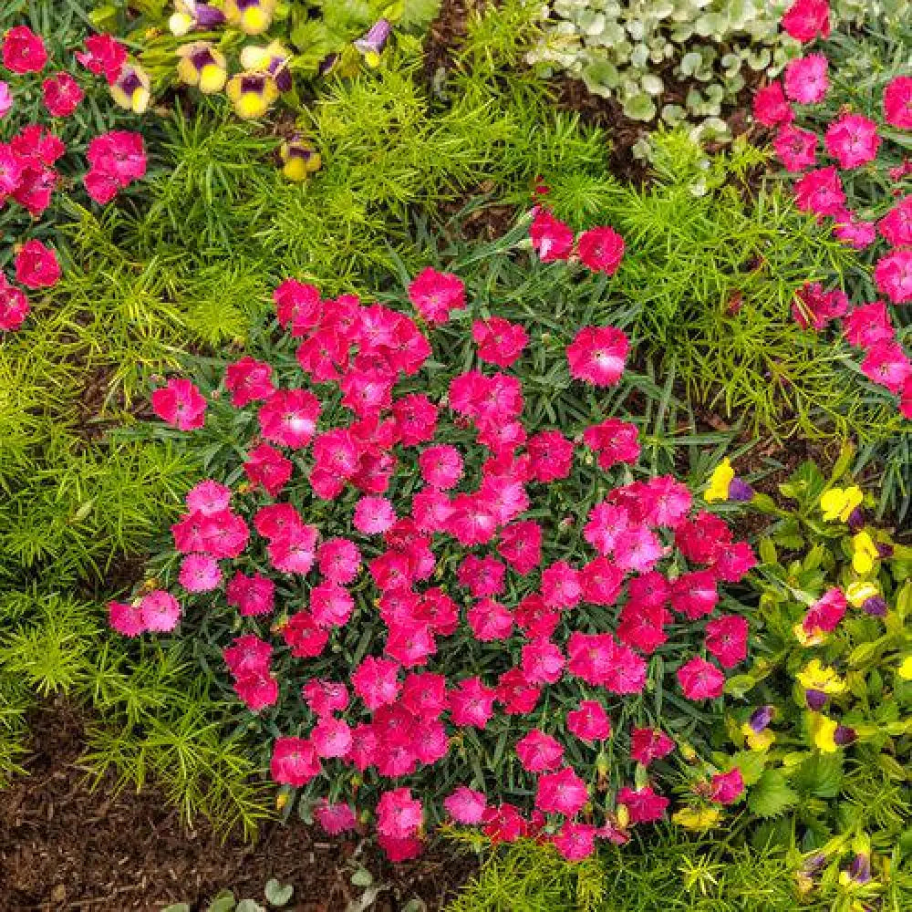 Paint the Town Magenta Dianthus 1 GALLON Perennial
