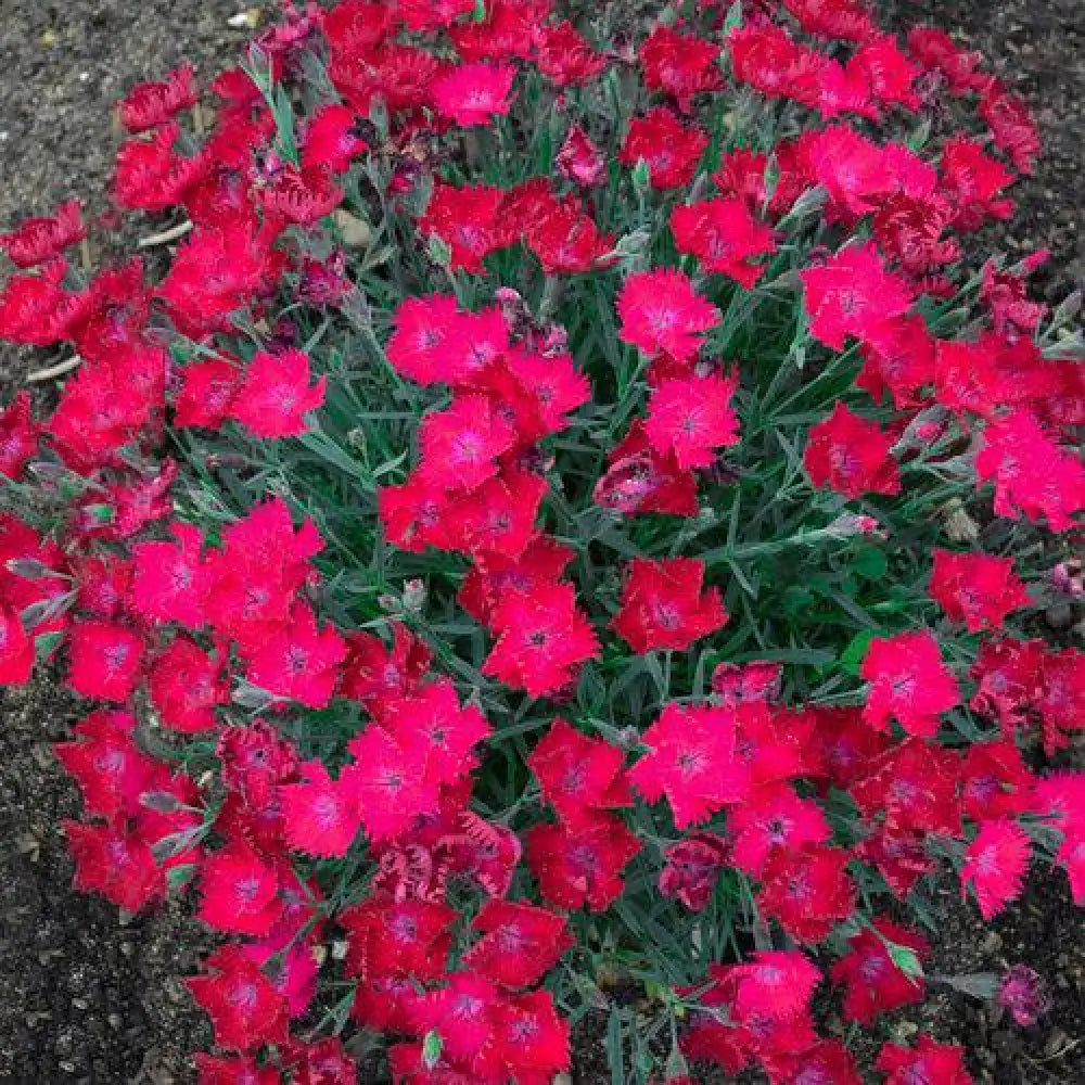Paint the Town Magenta Dianthus 1 GALLON Perennial