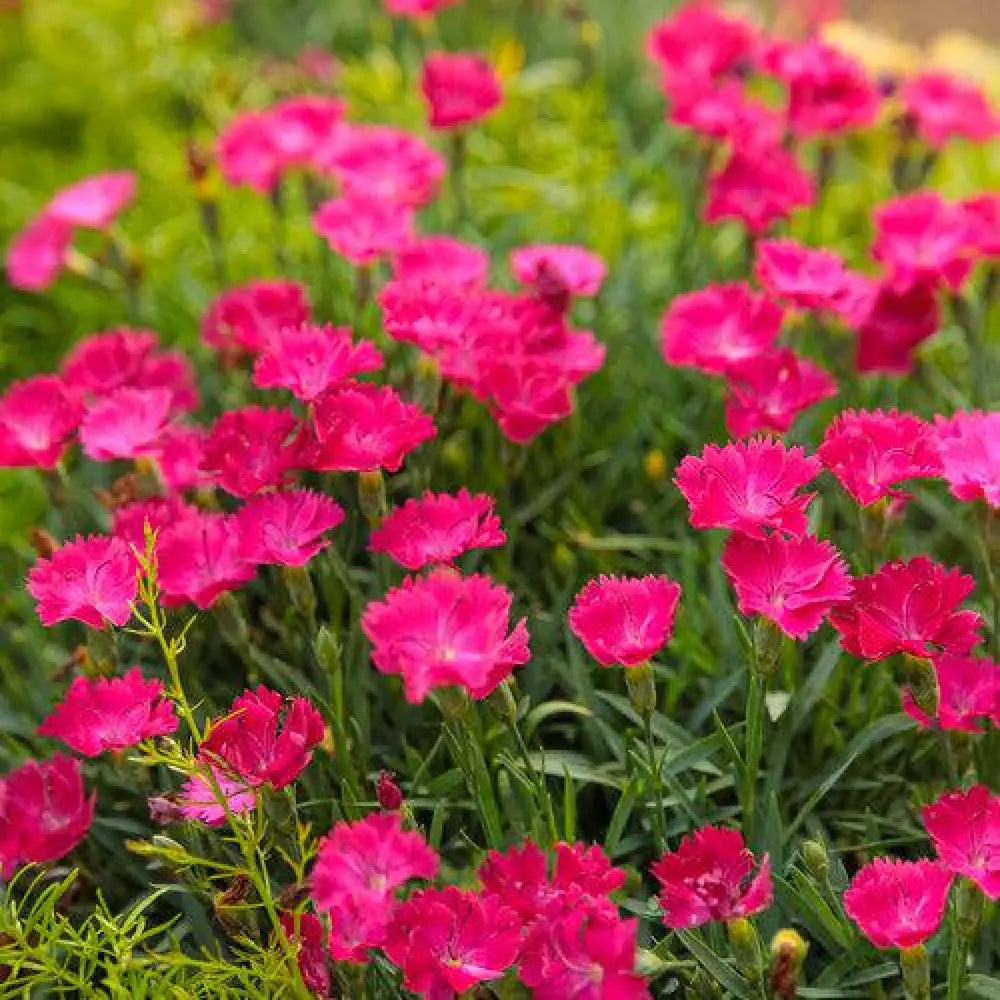 Paint the Town Magenta Dianthus 1 GALLON Perennial