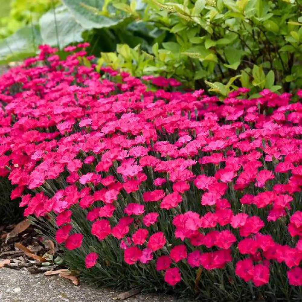 Paint the Town Magenta Dianthus 1 GALLON Perennial