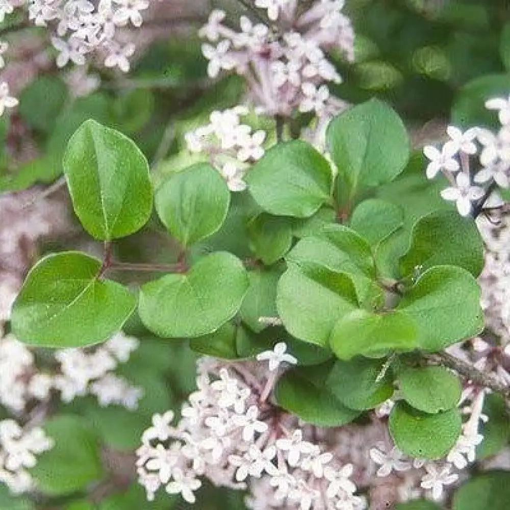 Palibin Korean Lilac Shrub