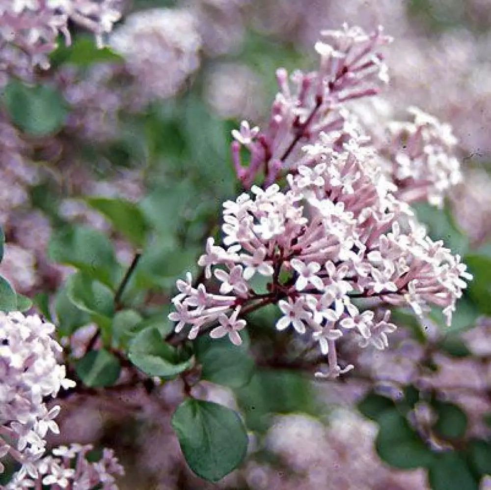 Palibin Korean Lilac Shrub