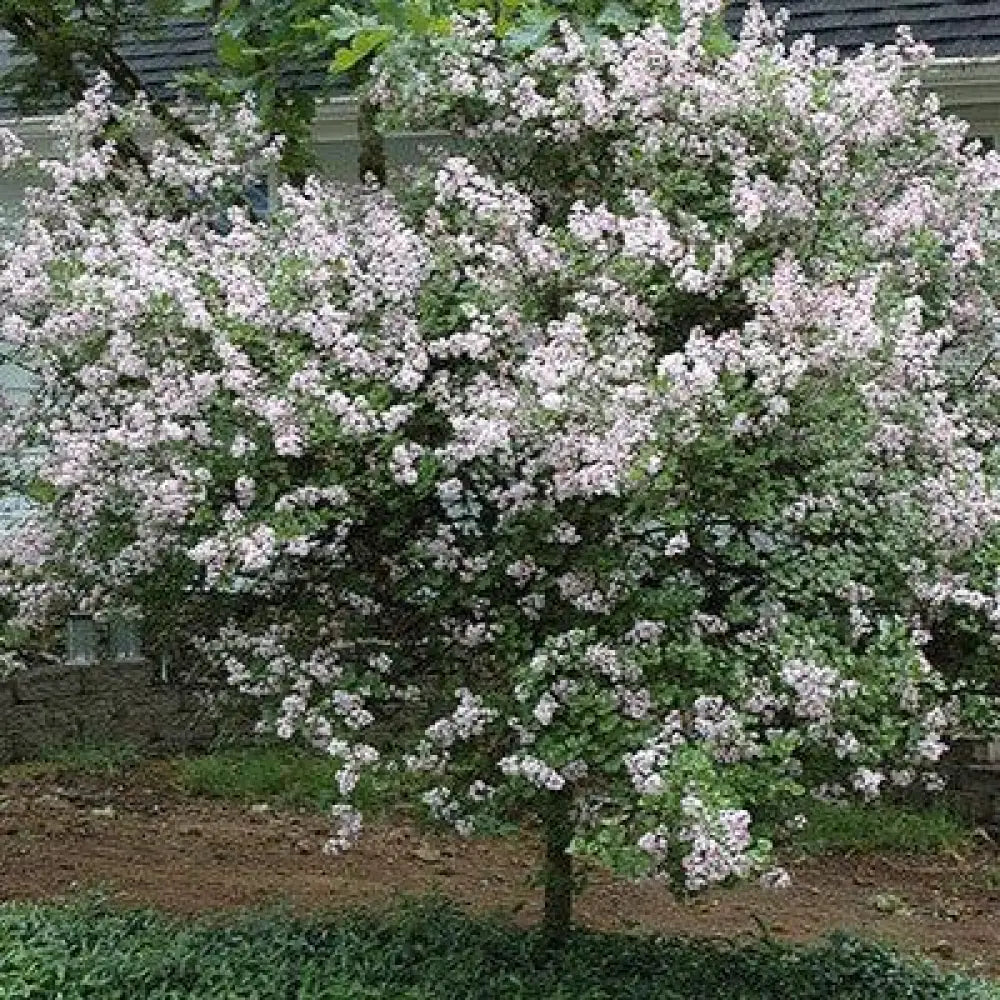 Palibin Korean Lilac Shrub