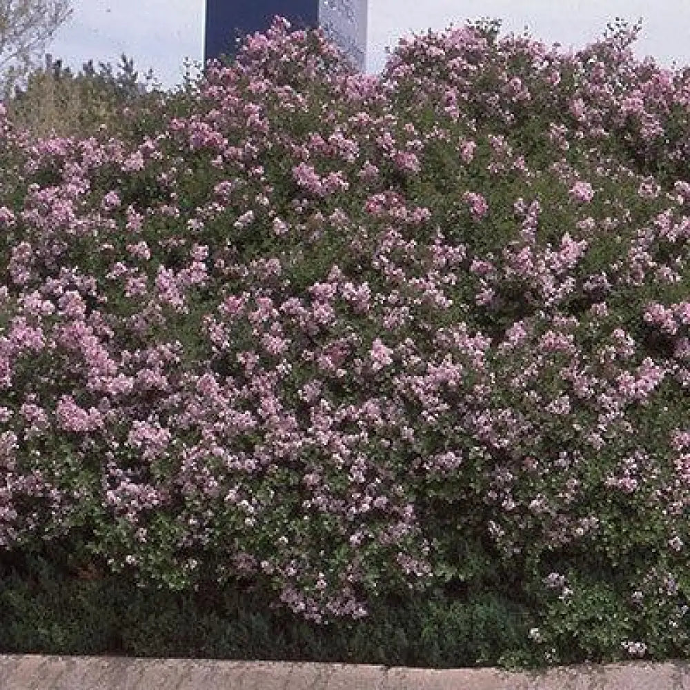 Palibin Korean Lilac Shrub