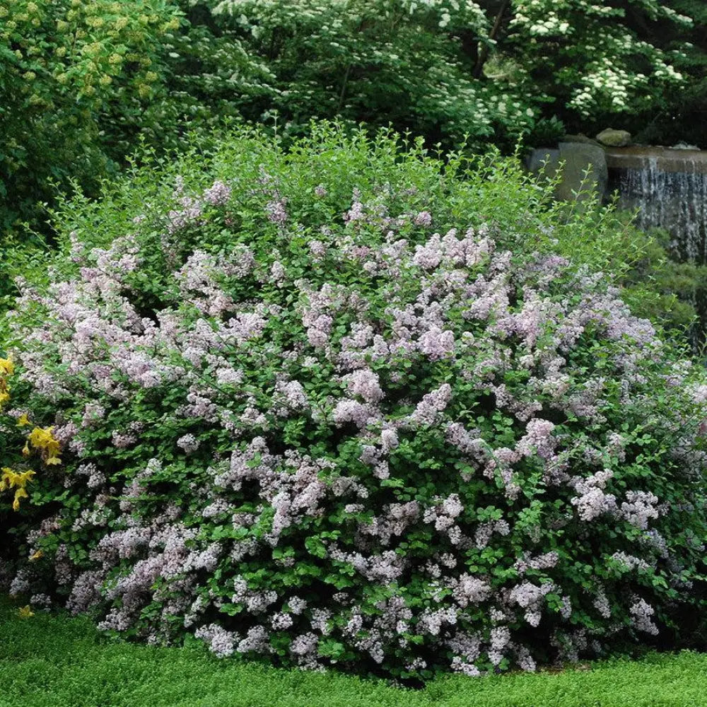 Palibin Korean Lilac Shrub