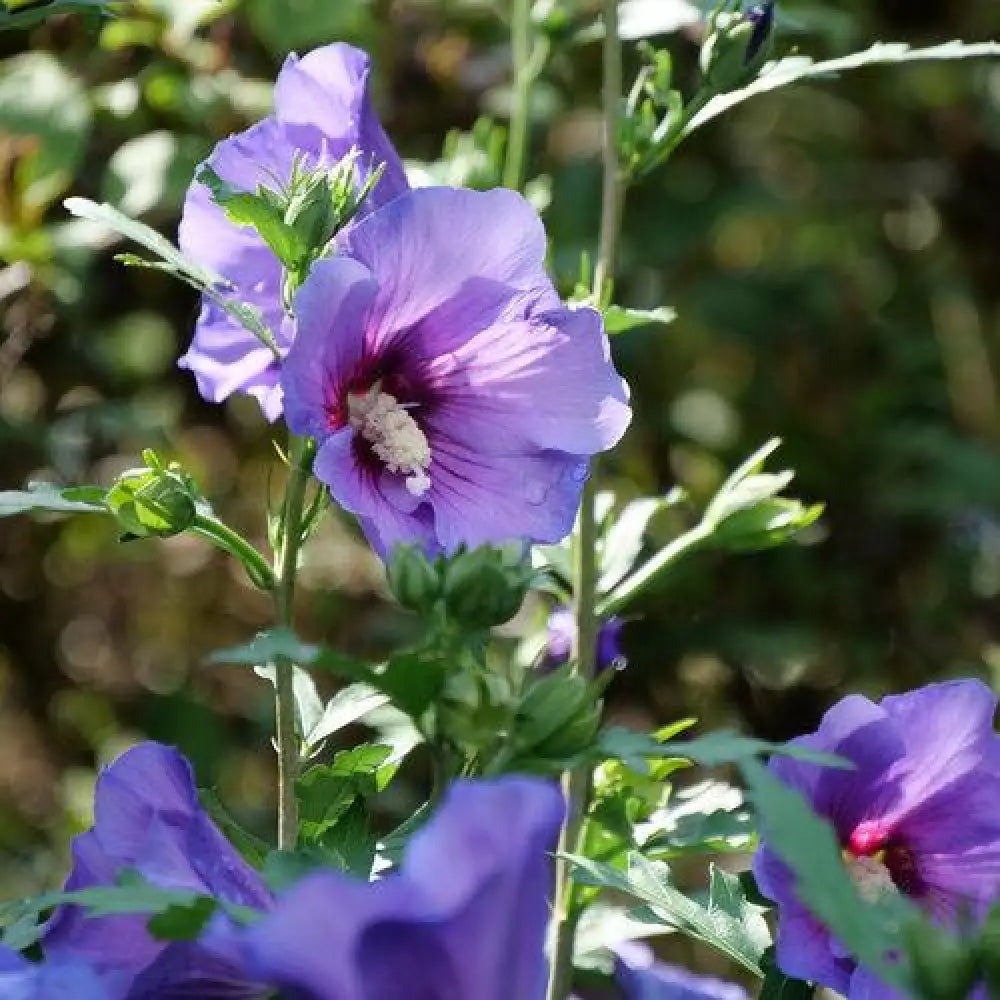 Paraplu Violet® Rose of Sharon 2 GALLON Perennial