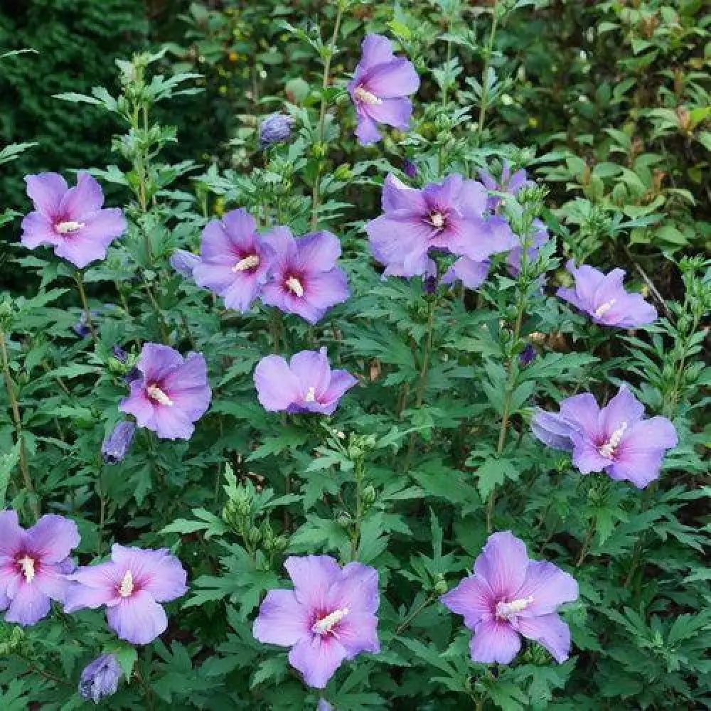 Paraplu Violet® Rose of Sharon 2 GALLON Perennial