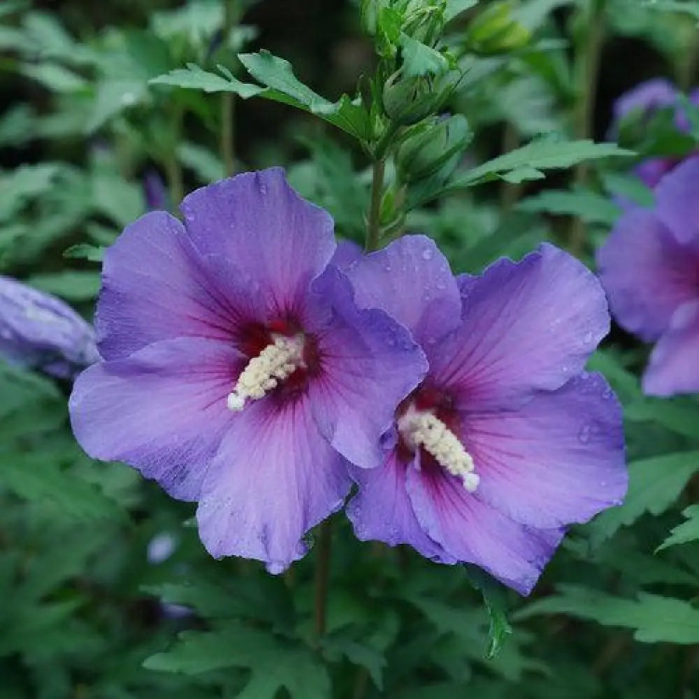 Paraplu Violet® Rose of Sharon 2 GALLON Perennial