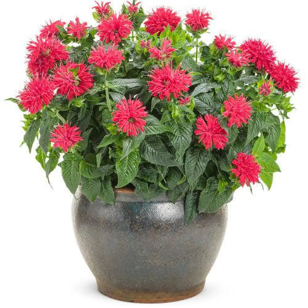 Pardon My Cerise Bee Balm 1 GALLON Perennial