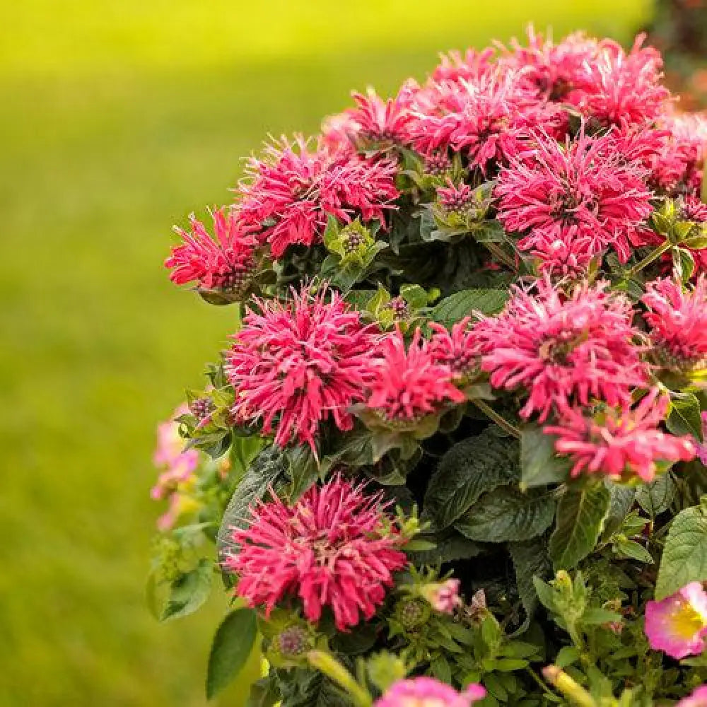 Pardon My Cerise Bee Balm 1 GALLON Perennial