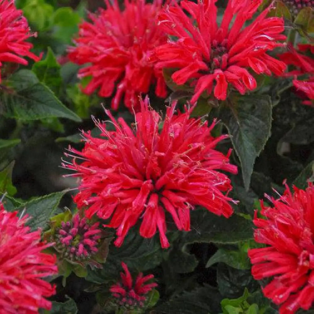 Pardon My Cerise Bee Balm 1 GALLON Perennial