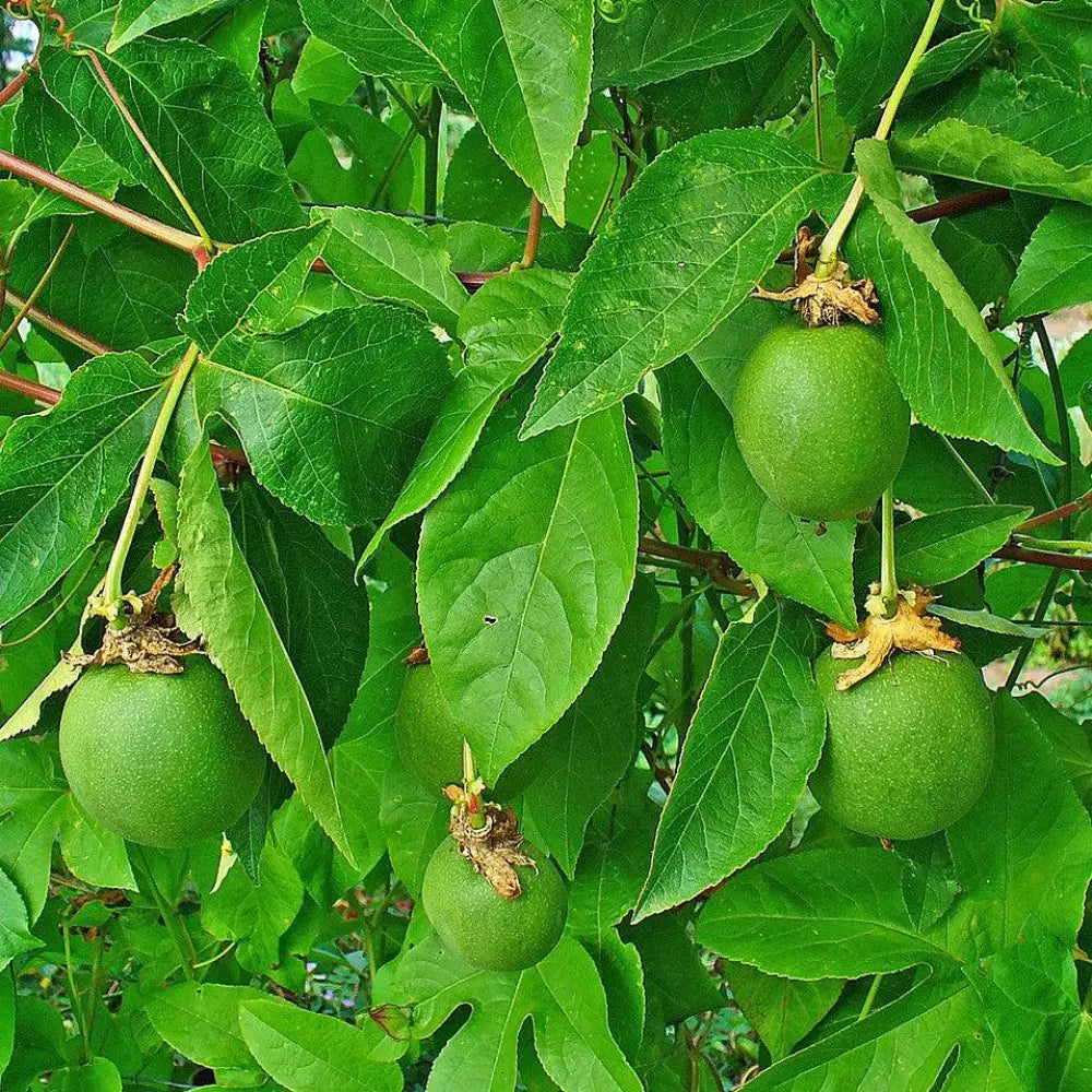 Passion Flower Maypop 3 GALLON Perennial