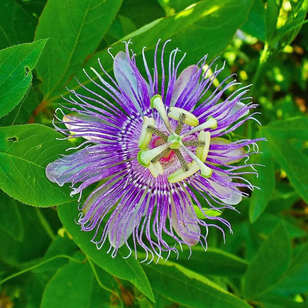Passion Flower Maypop 3 GALLON Perennial