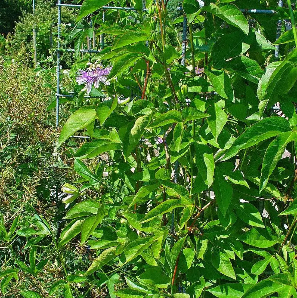 Passion Flower Maypop 3 GALLON Perennial
