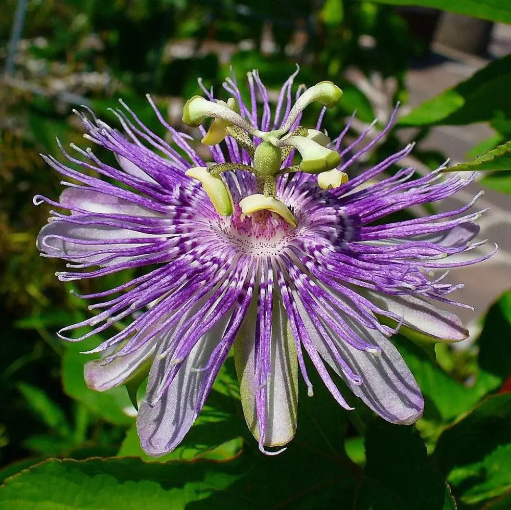 Passion Flower Maypop 3 GALLON Perennial