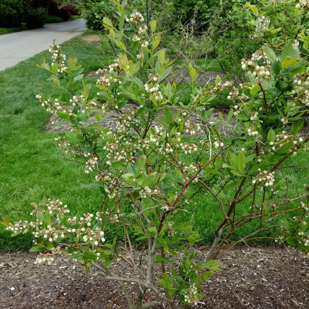 Patriot Highbush Blueberry Shrub
