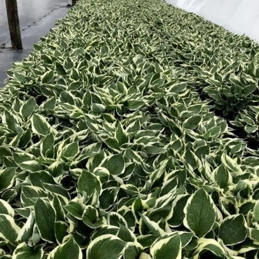 Patriot Hosta Perennial
