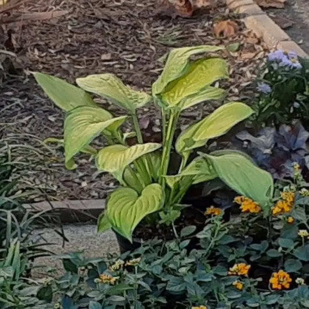 Paul’s Glory Hosta 1 GALLON Perennial