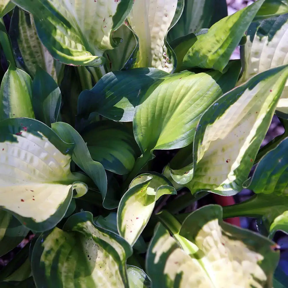 Paul’s Glory Hosta 1 GALLON Perennial