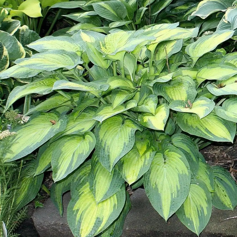 Paul’s Glory Hosta 1 GALLON Perennial