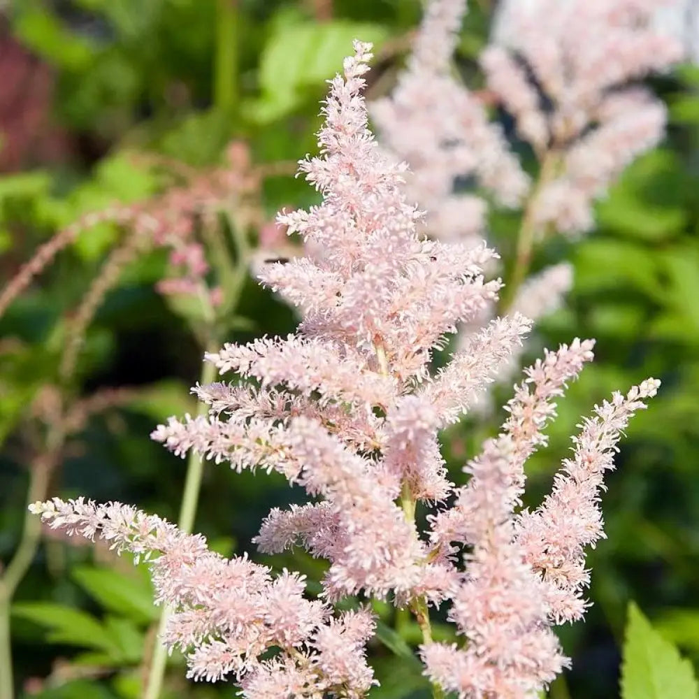 Peach Blossom Japanese Astilbe 1 GALLON Perennial