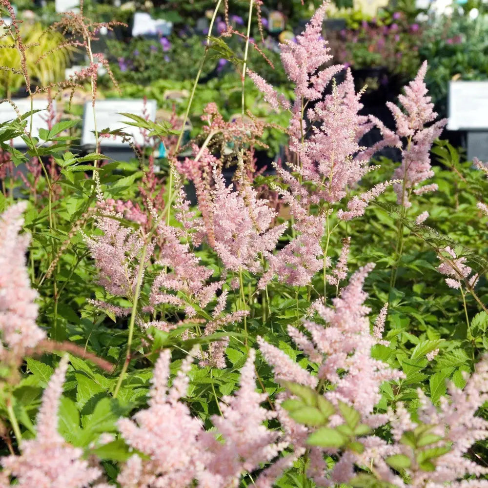 Peach Blossom Japanese Astilbe 1 GALLON Perennial