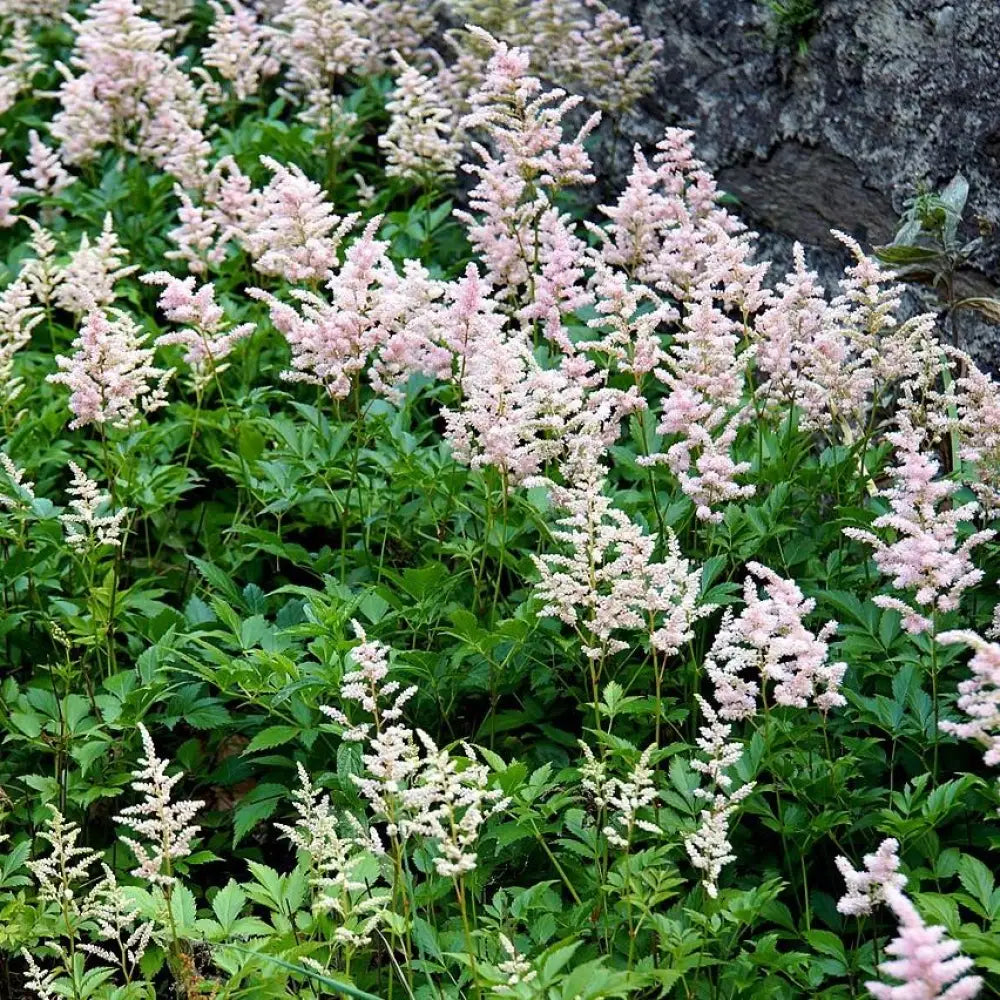 Peach Blossom Japanese Astilbe 1 GALLON Perennial