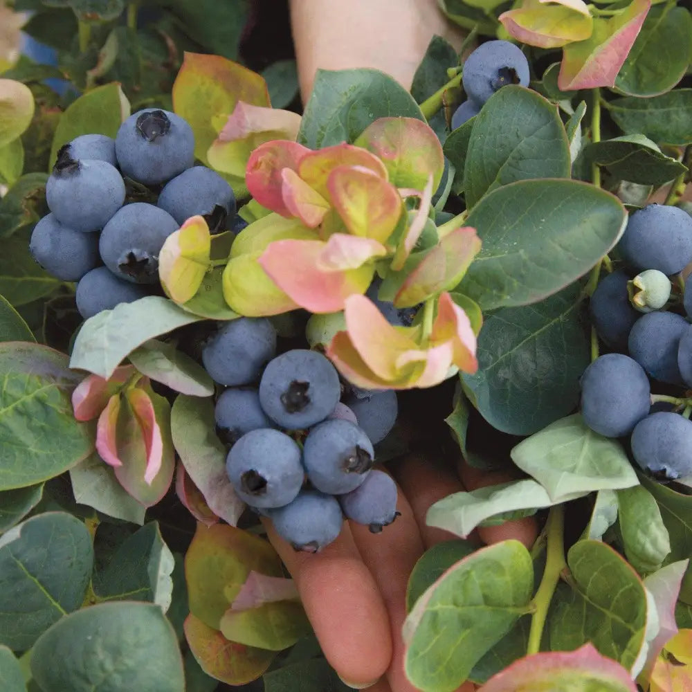 Peach Sorbet® Blueberry 2 GALLON Shrub