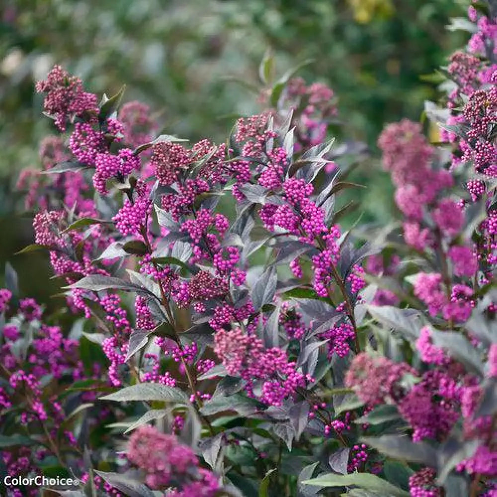 Pearl Glam® Beautyberry 3 GALLON Shrub