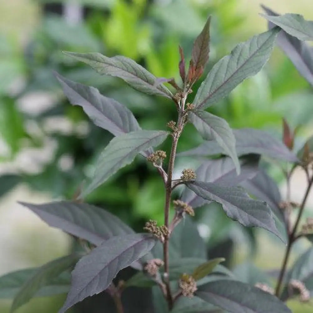 Pearl Glam® Beautyberry 3 GALLON Shrub
