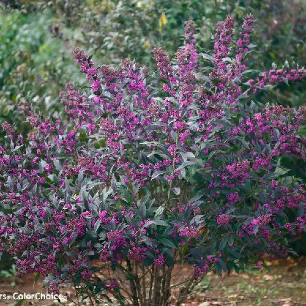 Pearl Glam® Beautyberry 3 GALLON Shrub