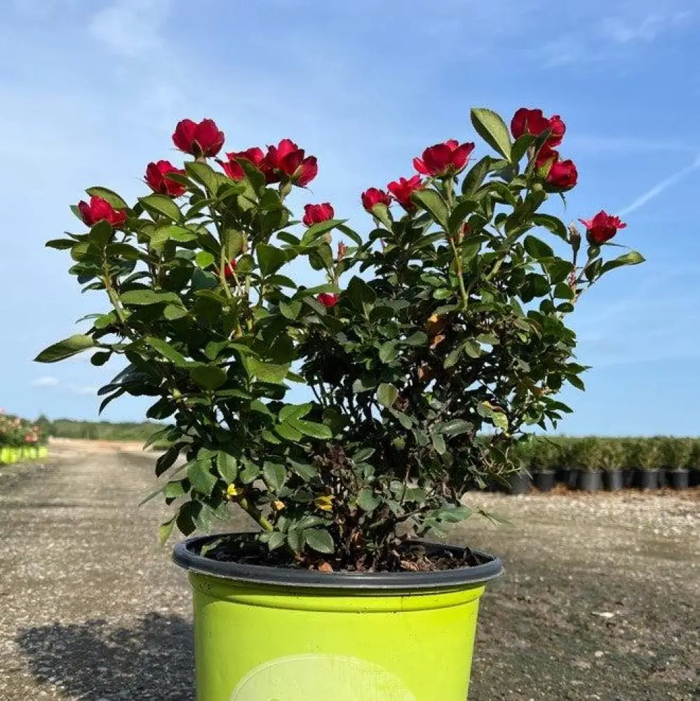 Petite Knock Out® Rose Shrub