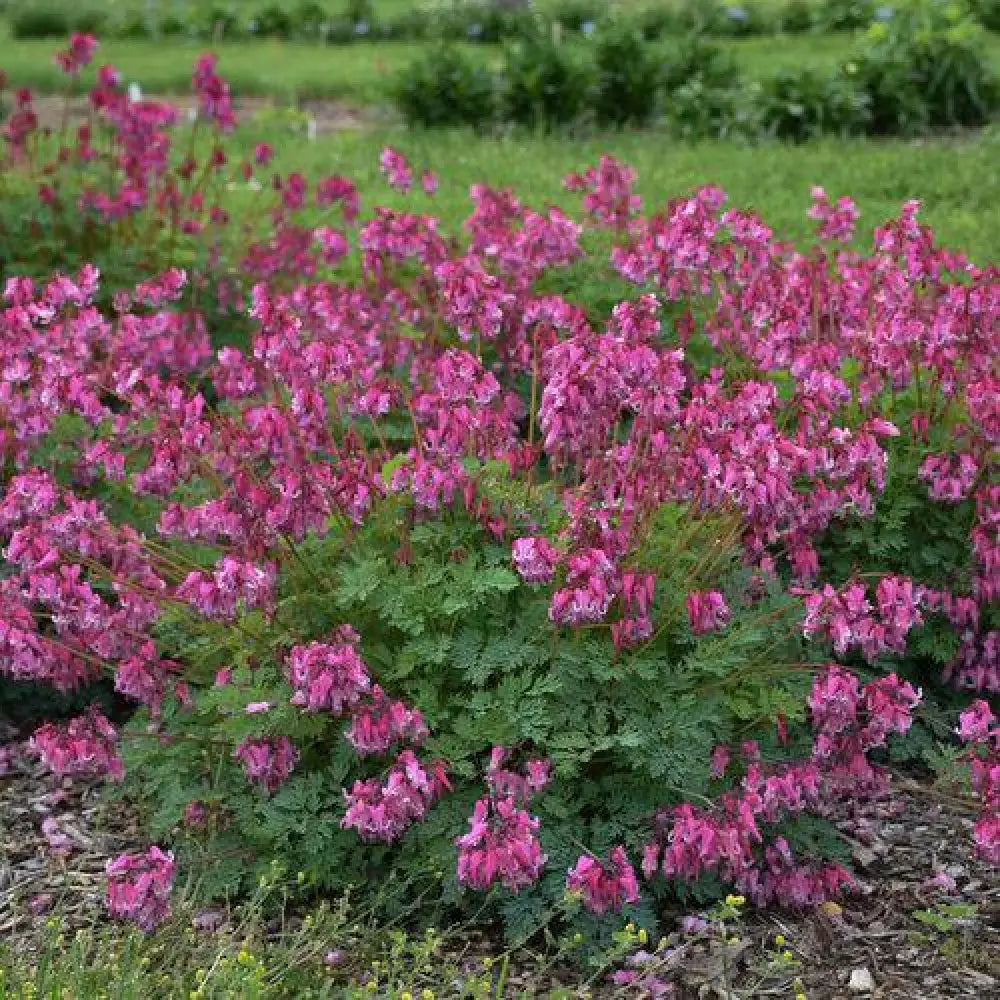 Pink Diamonds Bleeding Heart 1 GALLON Perennial