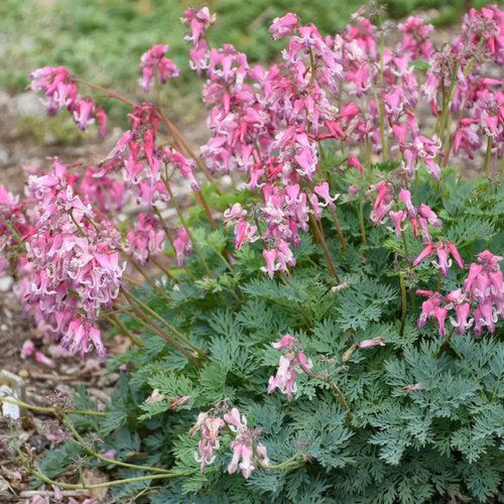 Pink Diamonds Bleeding Heart 1 GALLON Perennial