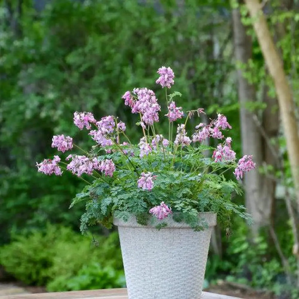 Pink Diamonds Bleeding Heart 1 GALLON Perennial