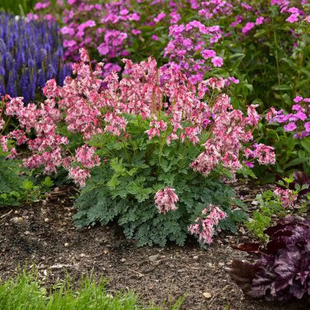Pink Diamonds Bleeding Heart 1 GALLON Perennial