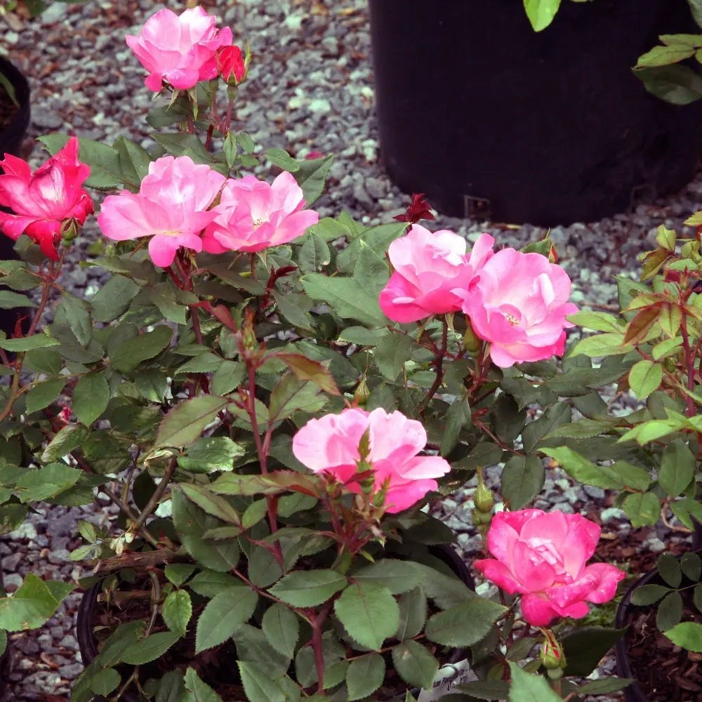 Pink Knock Out® Rose Shrub