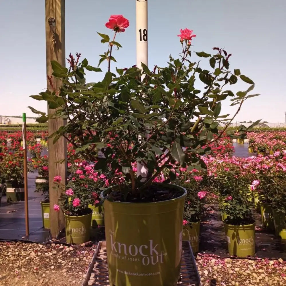Pink Knock Out® Rose Shrub