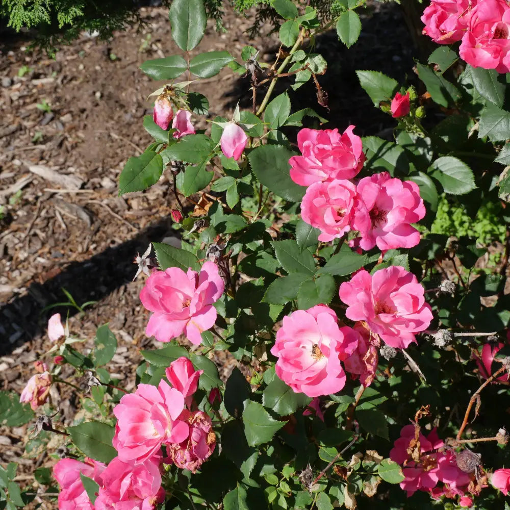 Pink Knock Out® Rose Shrub