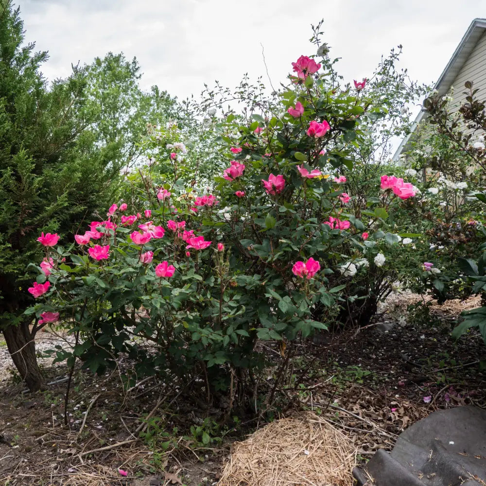 Pink Knock Out® Rose Shrub