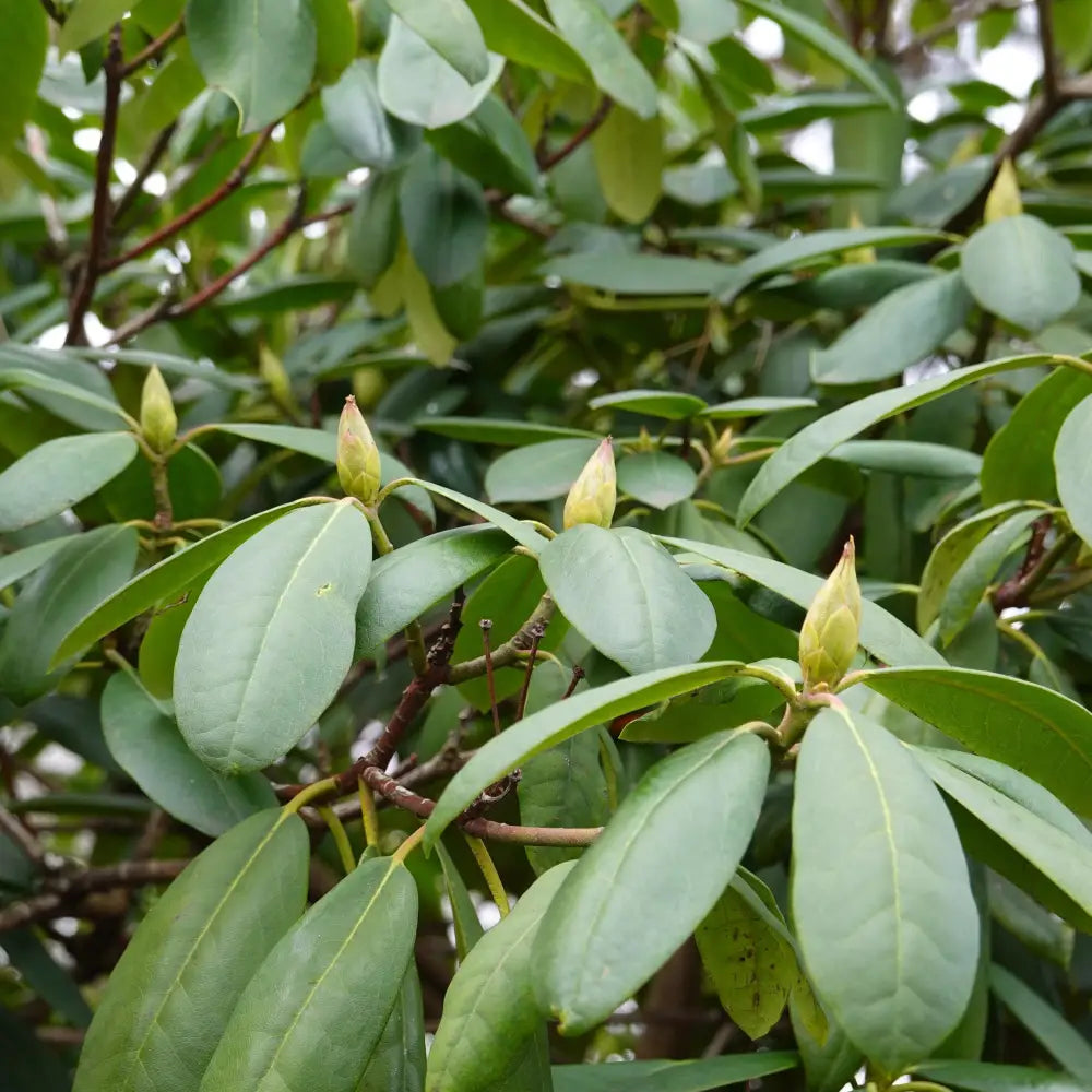 Pink Rosebay Rhododendron Shrub