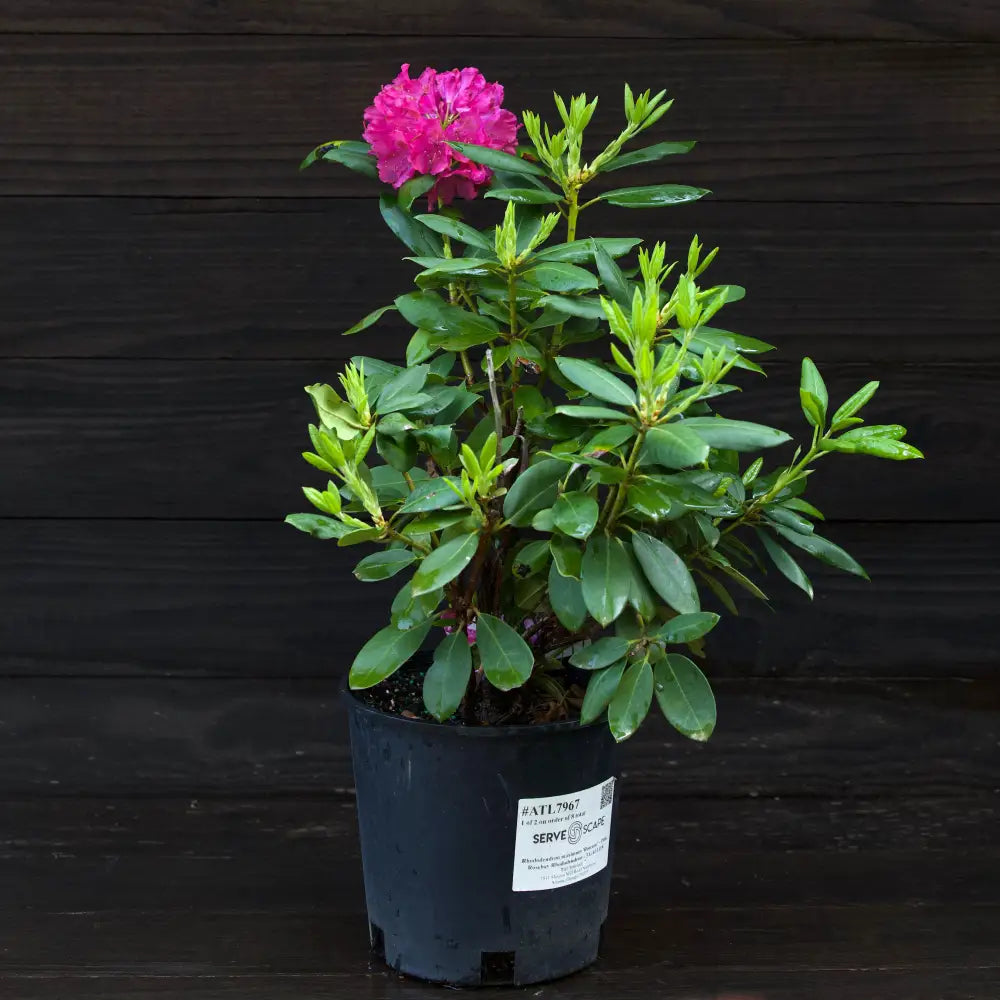 Pink Rosebay Rhododendron Shrub