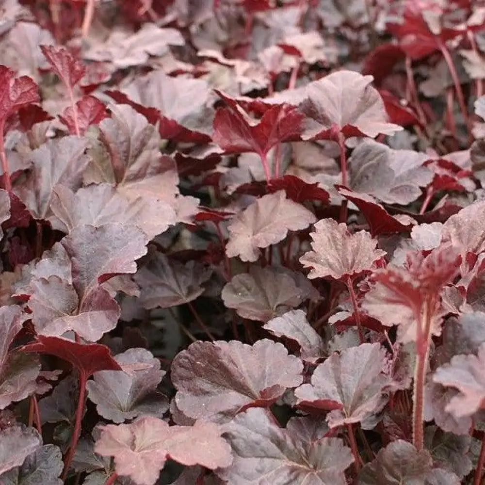 Plum Pudding Coral Bells Heuchera Perennial