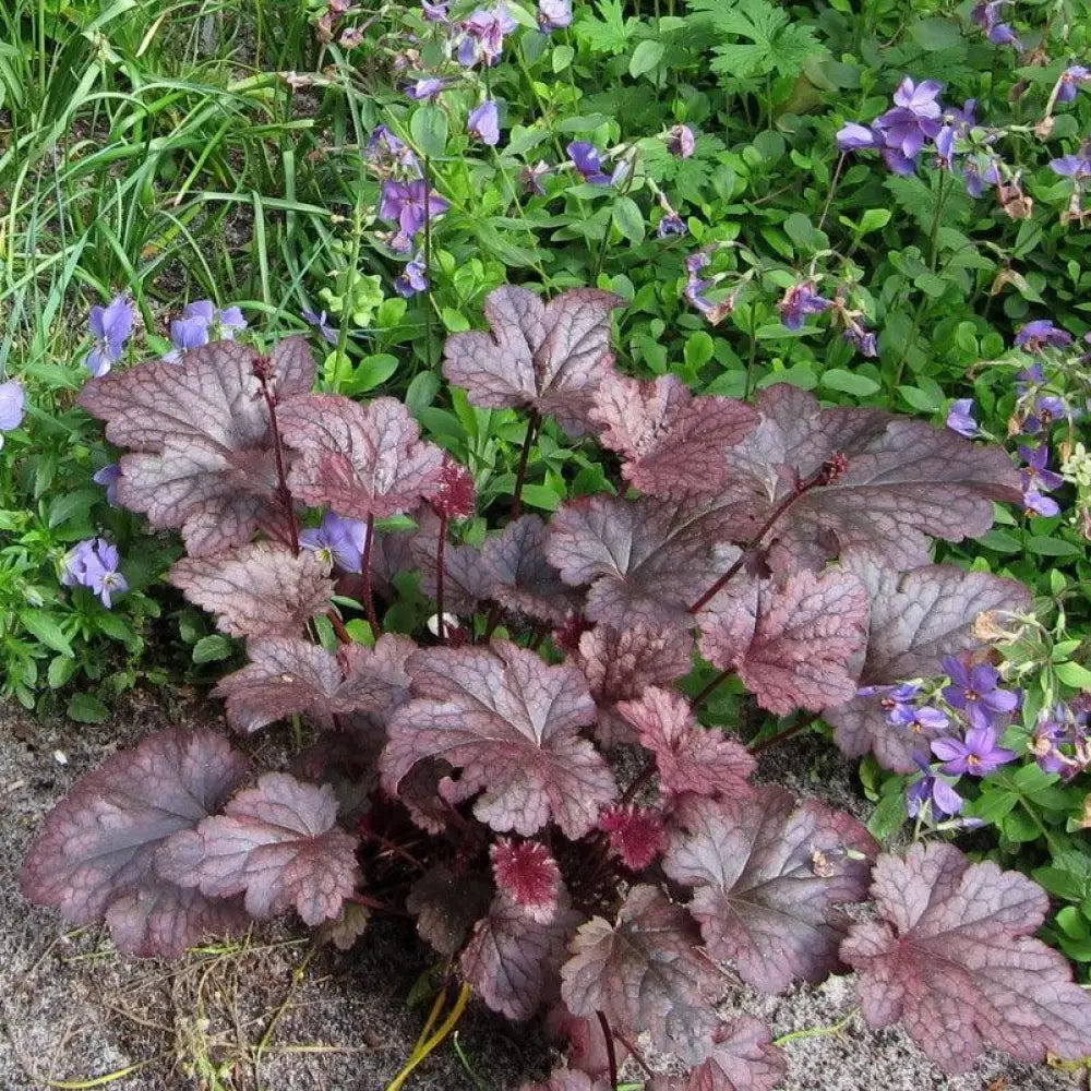 Plum Pudding Coral Bells Heuchera Perennial