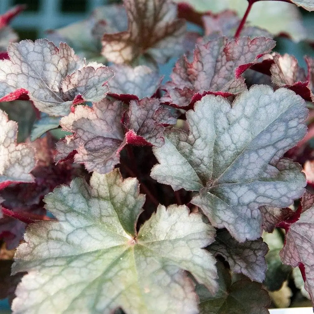 Plum Pudding Coral Bells Heuchera Perennial