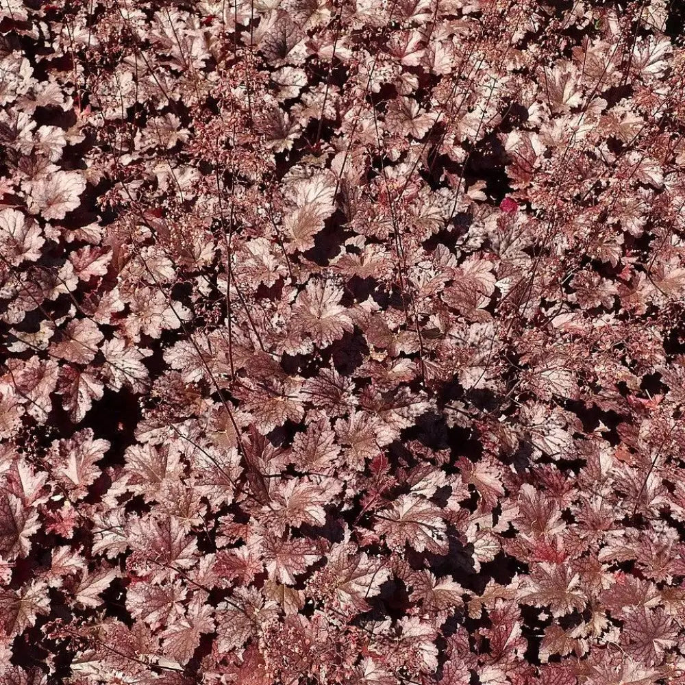Plum Pudding Coral Bells Heuchera Perennial
