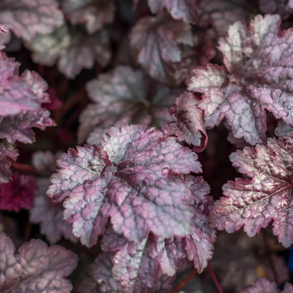Plum Pudding Coral Bells Heuchera Perennial