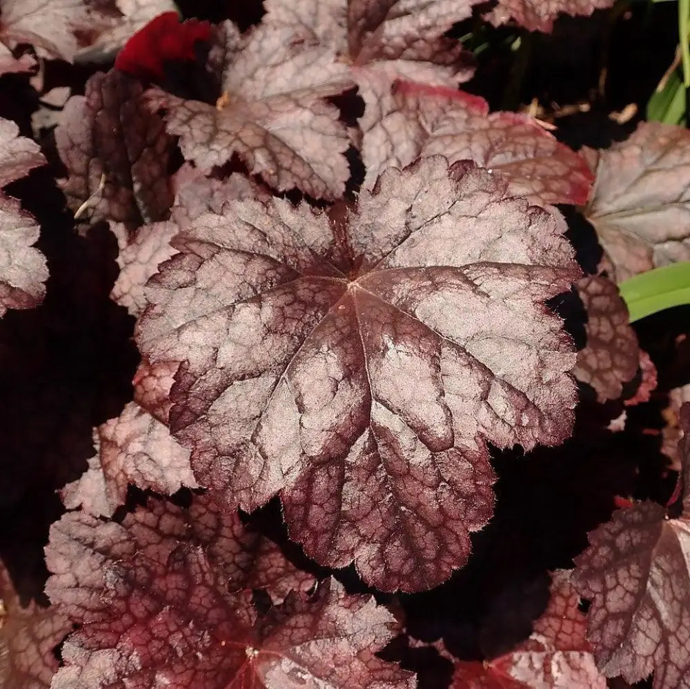 Plum Pudding Coral Bells Heuchera Perennial