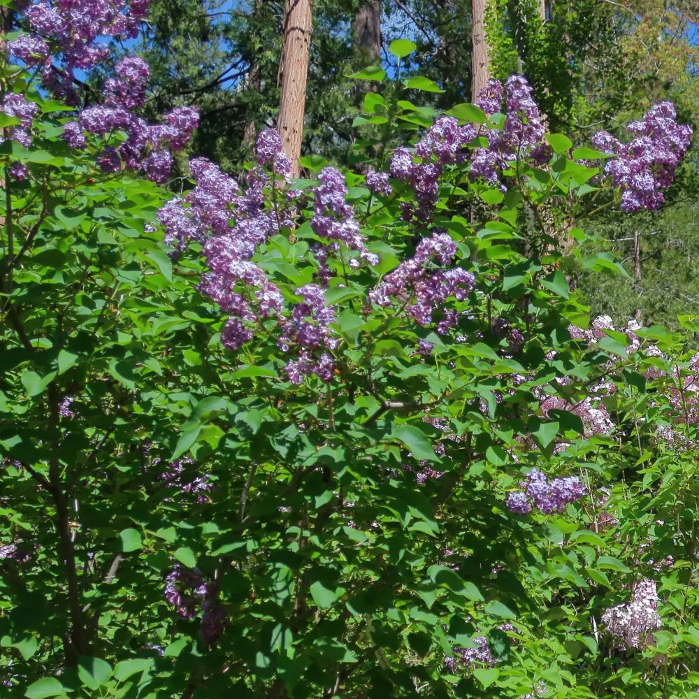 Pocahontas Lilac 3 GALLON Shrub