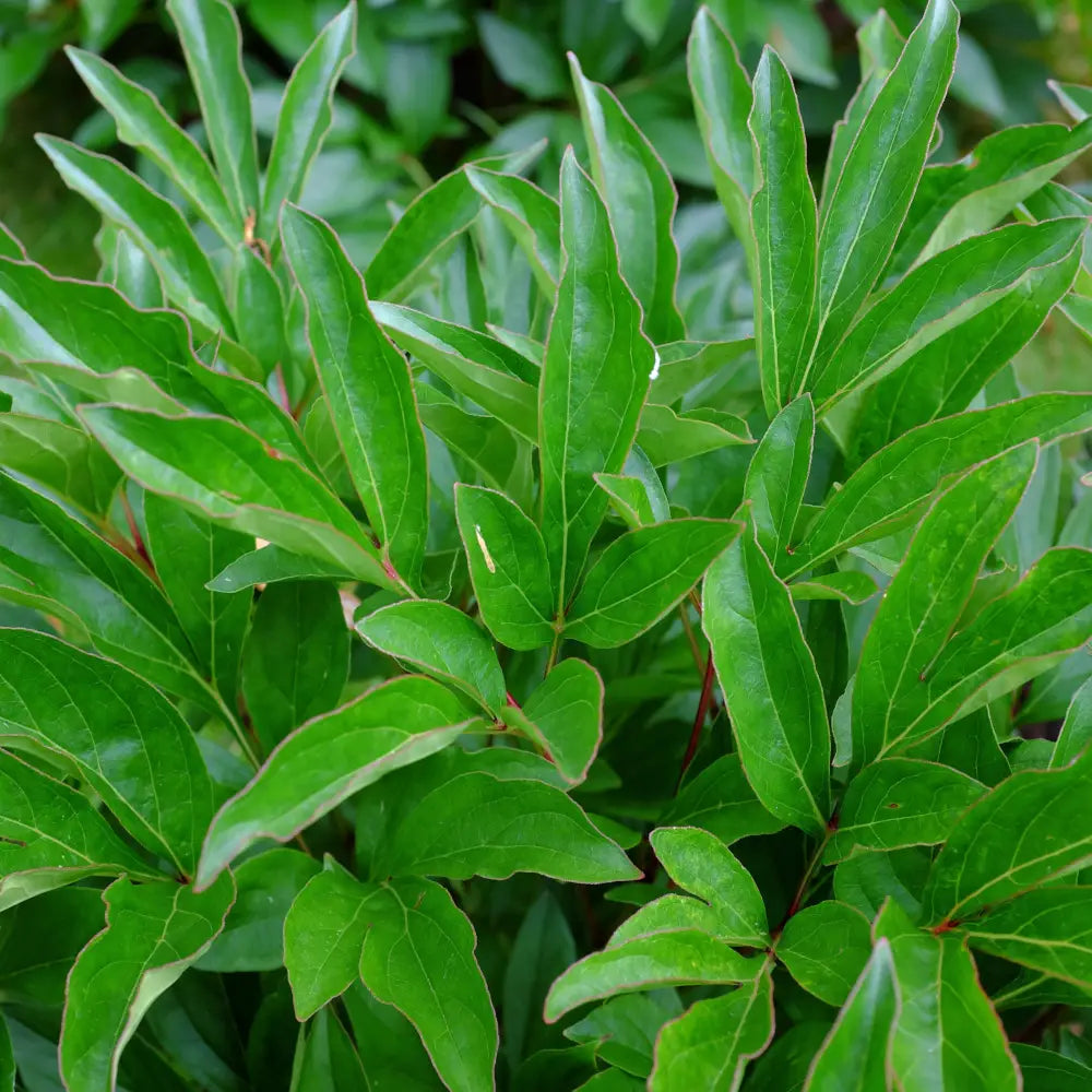 Polarnacht Rhododendron Shrub